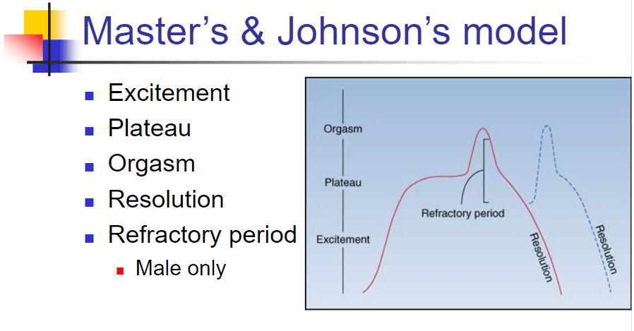 マスター＆ジョンソン-性的反応サイクル